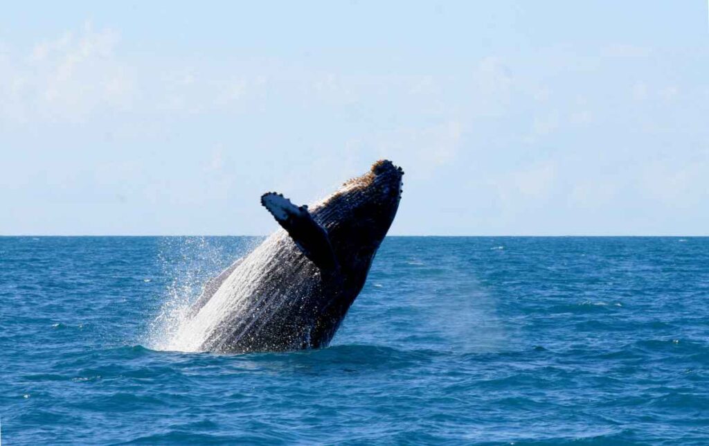Baleias-Jubarte em Porto Seguro
