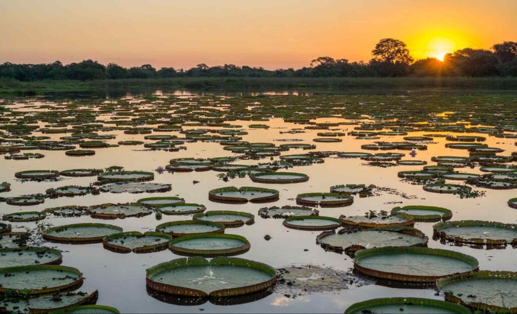 Lugares para viajar no Brasil: Pantanal