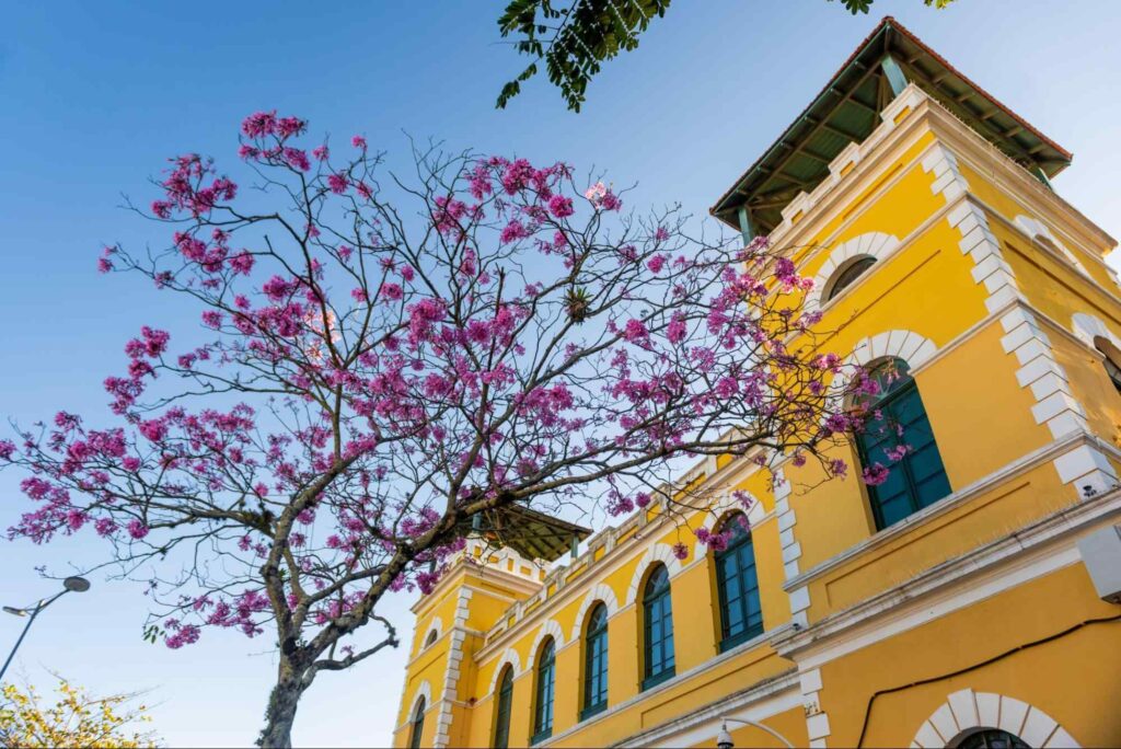 Árvore com flores cor de rosa ao lado de um pedaço da fachada do Mercado Público de Florianópolis. Céu limpo e azul.