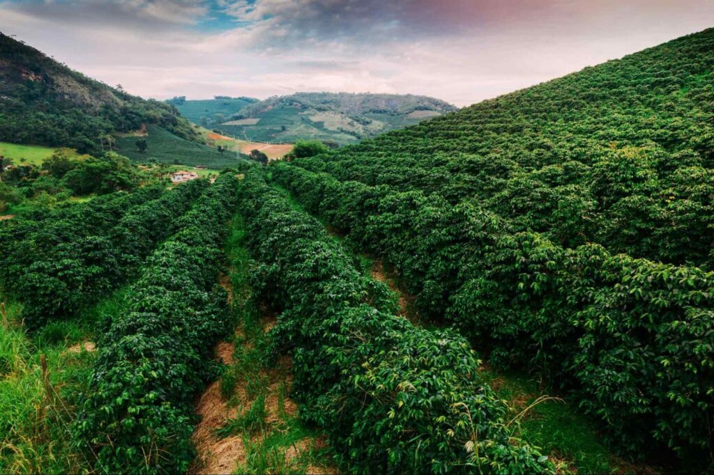 Plantação de café na encosta da serra. As plantas de café estão dispostas em longas fileiras, separadas por um corredor de terra batida e grama rasteira