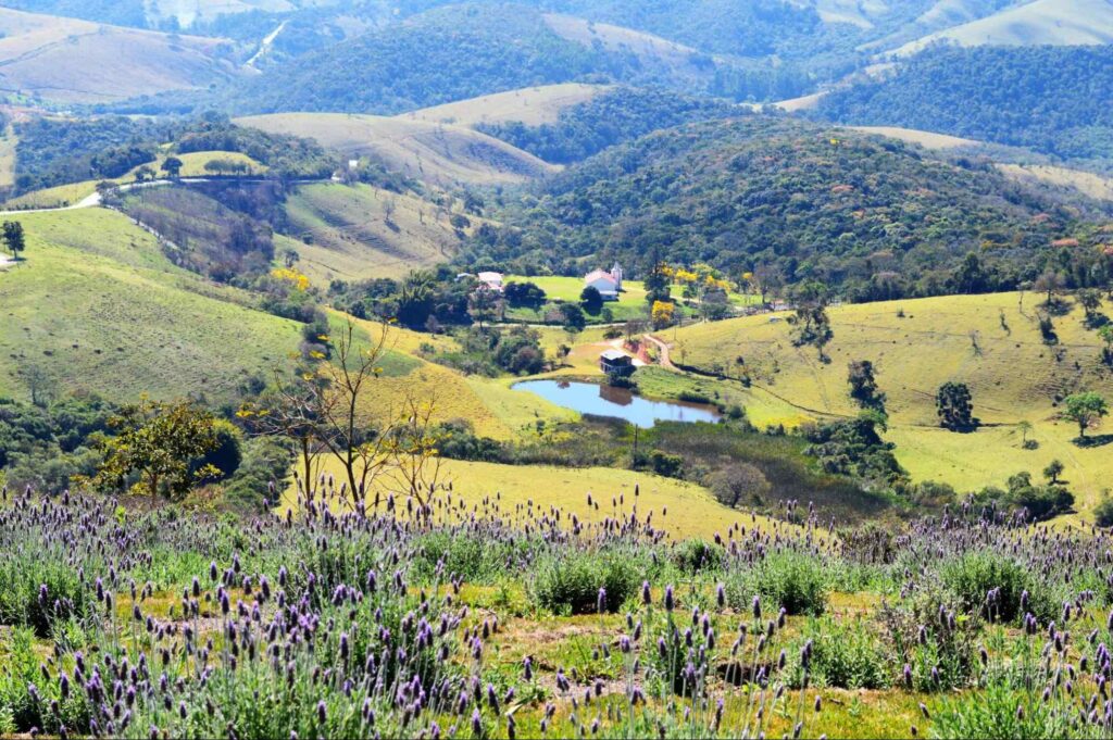 Parte de um campo de lavanda no topo da colina, em Bauru. Na base da colina, cercada de outras montanhas, está um pequeno lago com algumas poucas casas espalhadas.