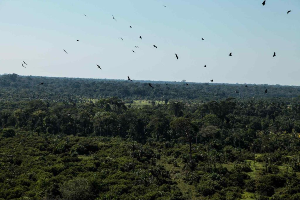 Trecho da Floresta Amazônica em Porto Velho. A vegetação inclui árvores médias e grandes, todas com copas densas e uma coloração verde intensa. No céu, um bando de pássaros cruza a mata em revoada