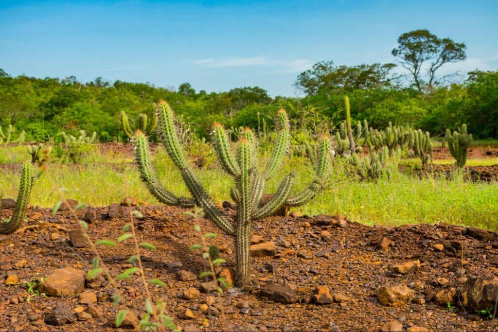 Campo de cactos no sertão de Floriano, Piauí