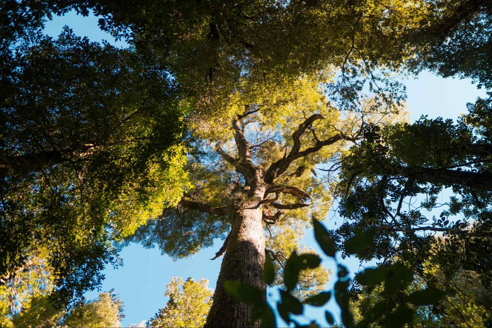 Árvore nativa da floresta amazônica vista de baixo para cima. Ao redor, outras árvores que ocupam o céu azul com folhas verdes.