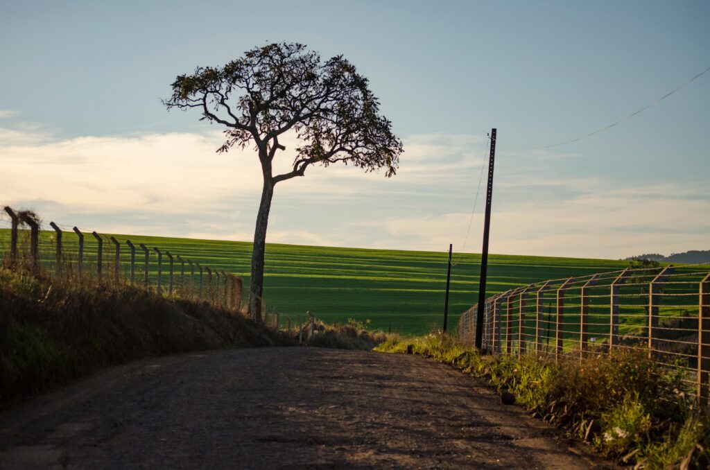 Estrada de terra com uma árvore no meio e um vasto campo verde ao fundo, em Chapecó