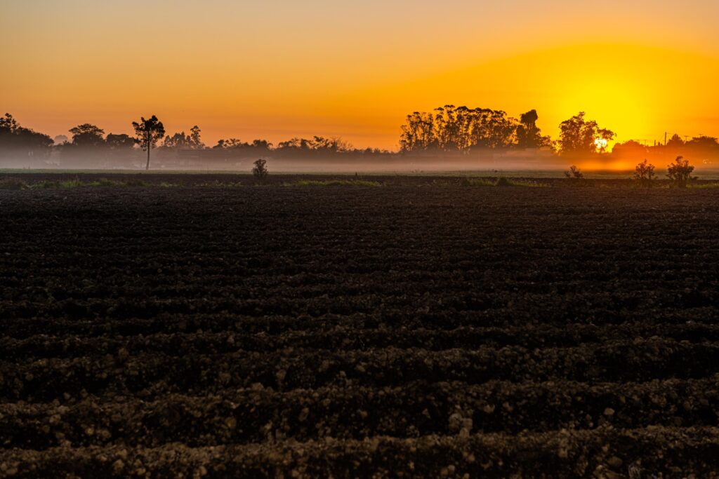 Campo de plantio em Criciúma durante o pôr do sol