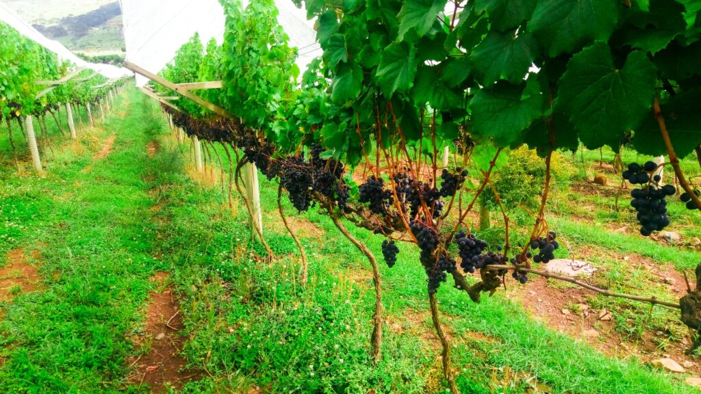 Plantação de uvas em São Joaquim